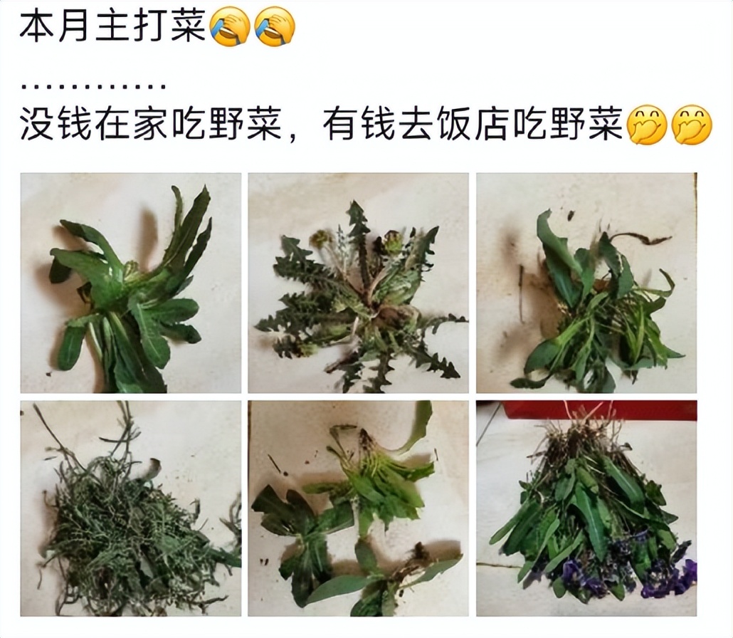 华人美国挖野菜，吃罚单？在纽约是这样挖蕨菜、韭菜、荠菜的