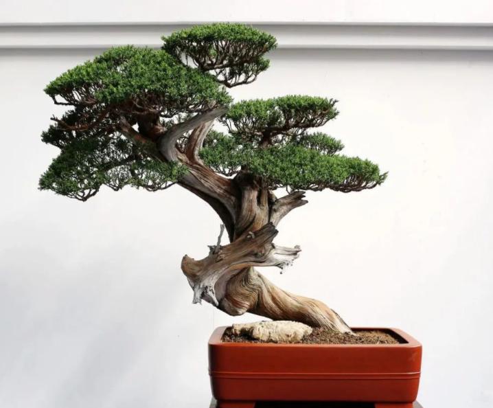 “客厅养树，十有九富”！老祖宗留下的“规矩”，说的太有道理了