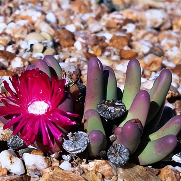 102个大类近500个多肉植物图片，都极其美丽，建议在家中也养一盆