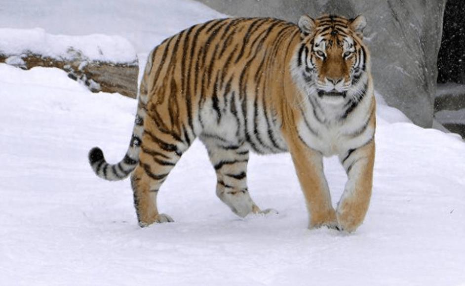 野外霸主！老虎无敌战力！