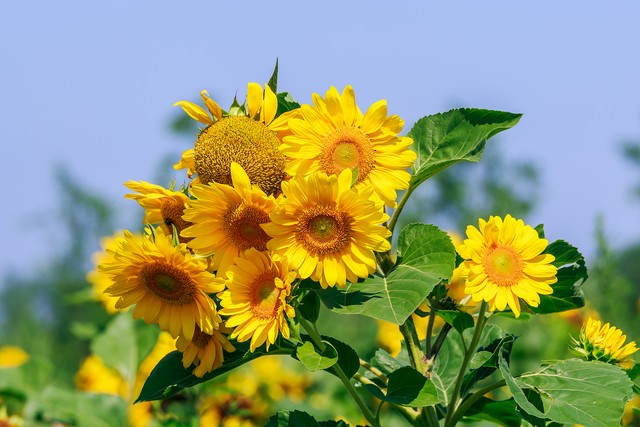 头条新人一个月涨粉1000,头条一个半月涨粉一千