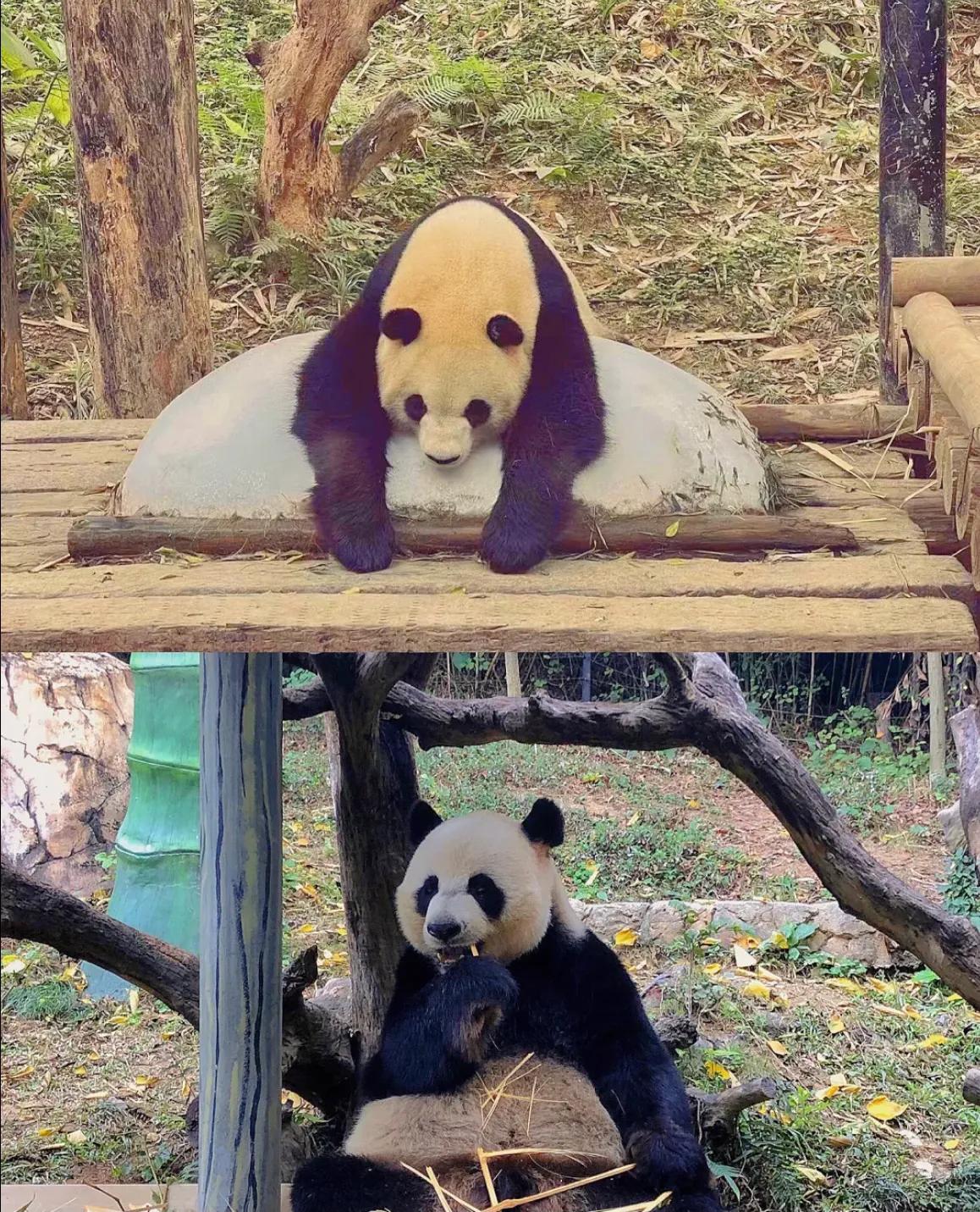 香江野生动物园和长隆野生动物园,广州长隆野生动物园可以开车进吗