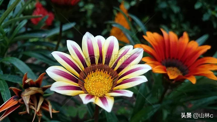 鲜花五彩缤纷争奇斗艳,最美鲜花一年四季都在争艳怒放