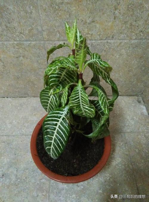 斑马绿植适合客厅的图,斑马花绿植