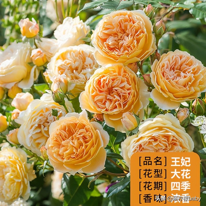 路边的蔷薇花是什么品种,哪个品种蔷薇花最好看最香