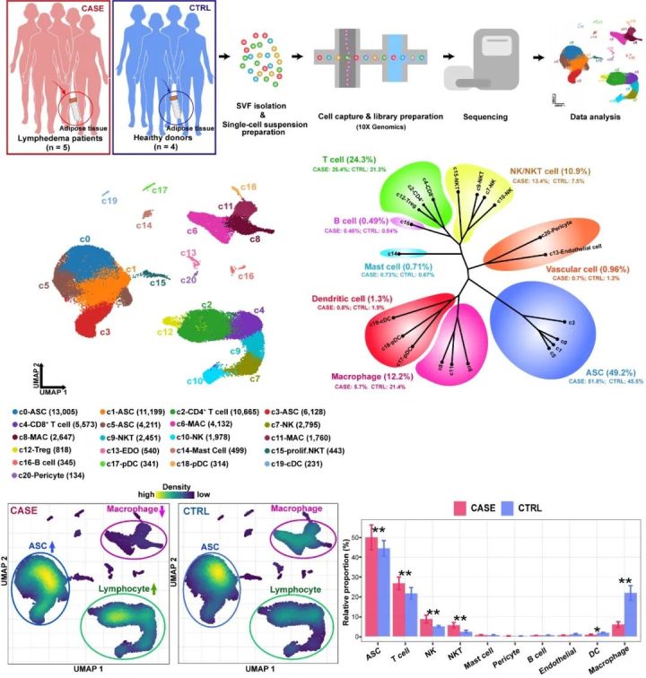 发现|继发性淋巴水肿的潜在治疗靶点及药物