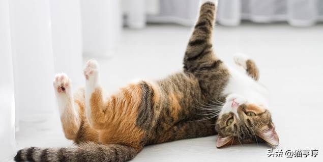 公猫发情怎么办？5种方法缓解症状