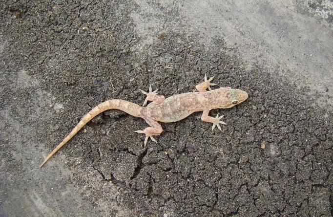 奇特的动物壁虎,壁虎奇妙的本领