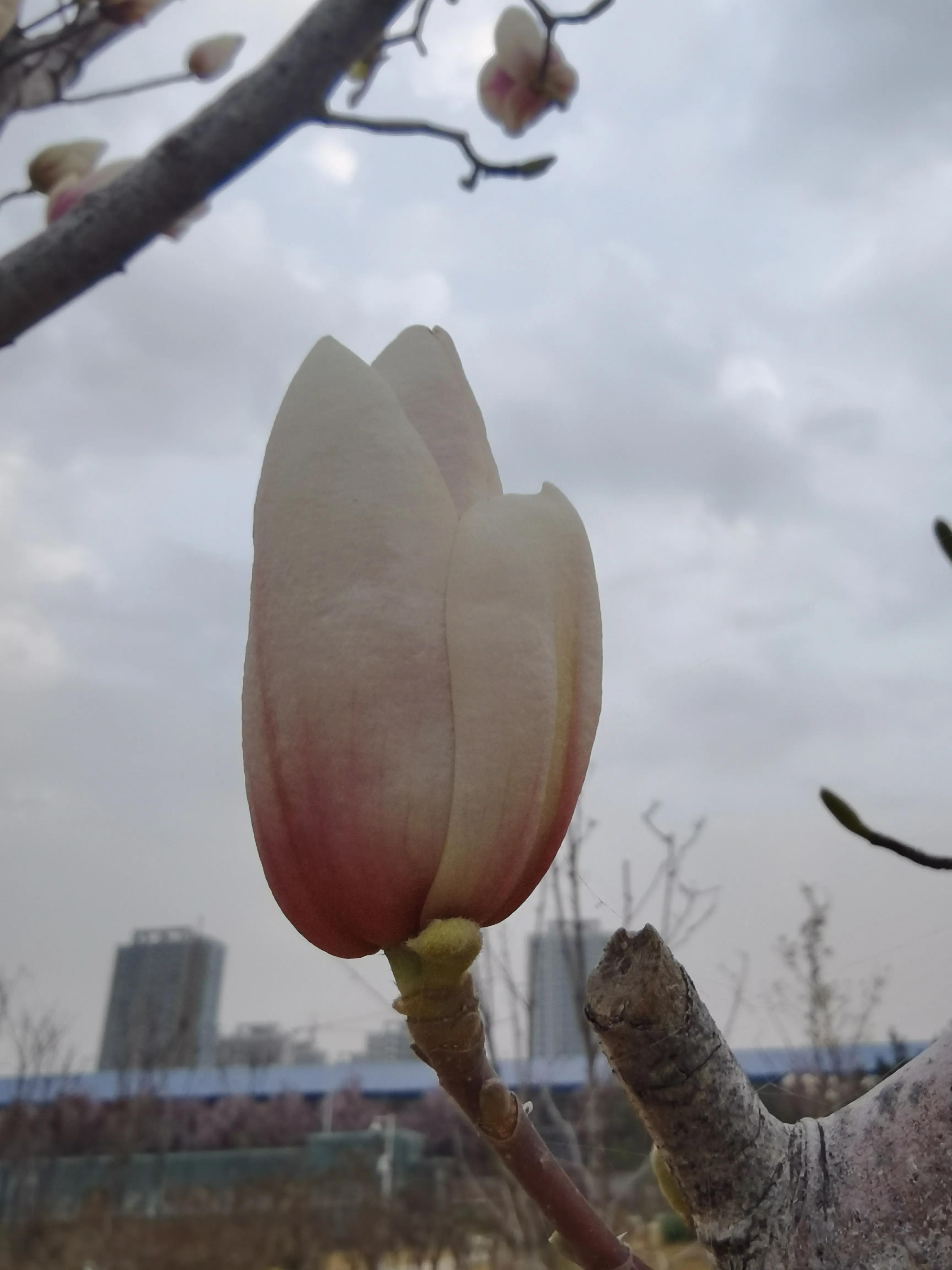 玉兰花的花语视频,玉兰花的花语微博