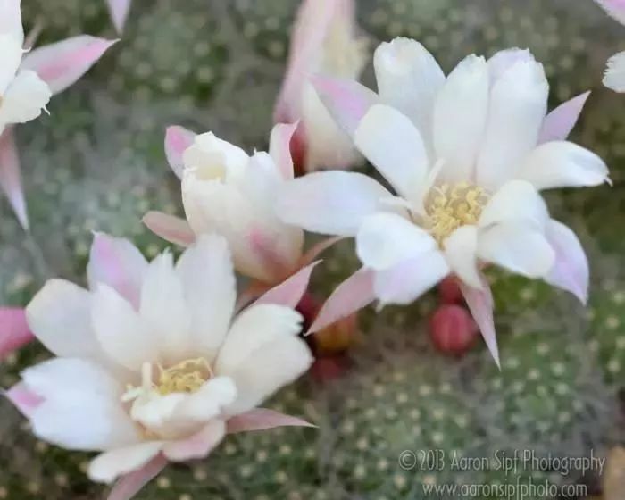 200种·仙人球开花图鉴，大开眼界，美到爆