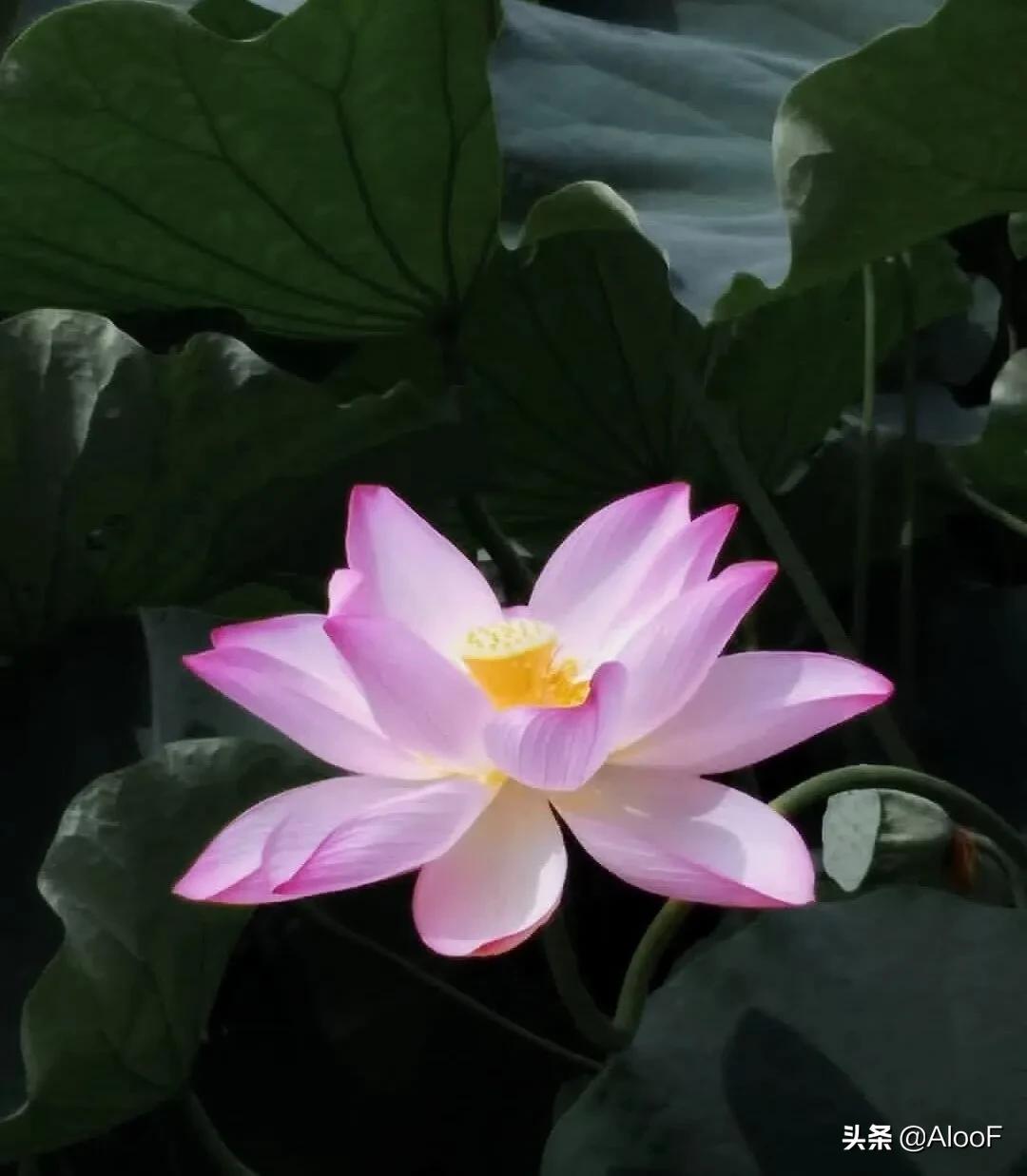 唯美的荷花壁纸,唯美荷花水墨画