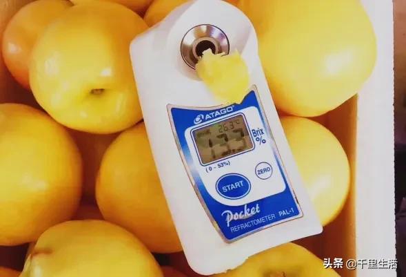 现摘正宗山东蒙阴脆甜黄油桃,山东蒙阴蜜桃之乡的桃子上市啦