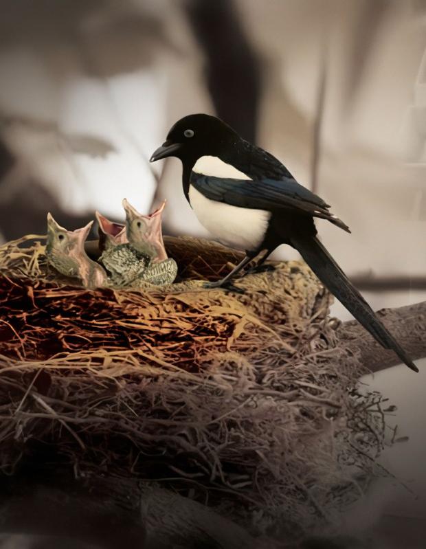 李慧：秦岭之巅有人家