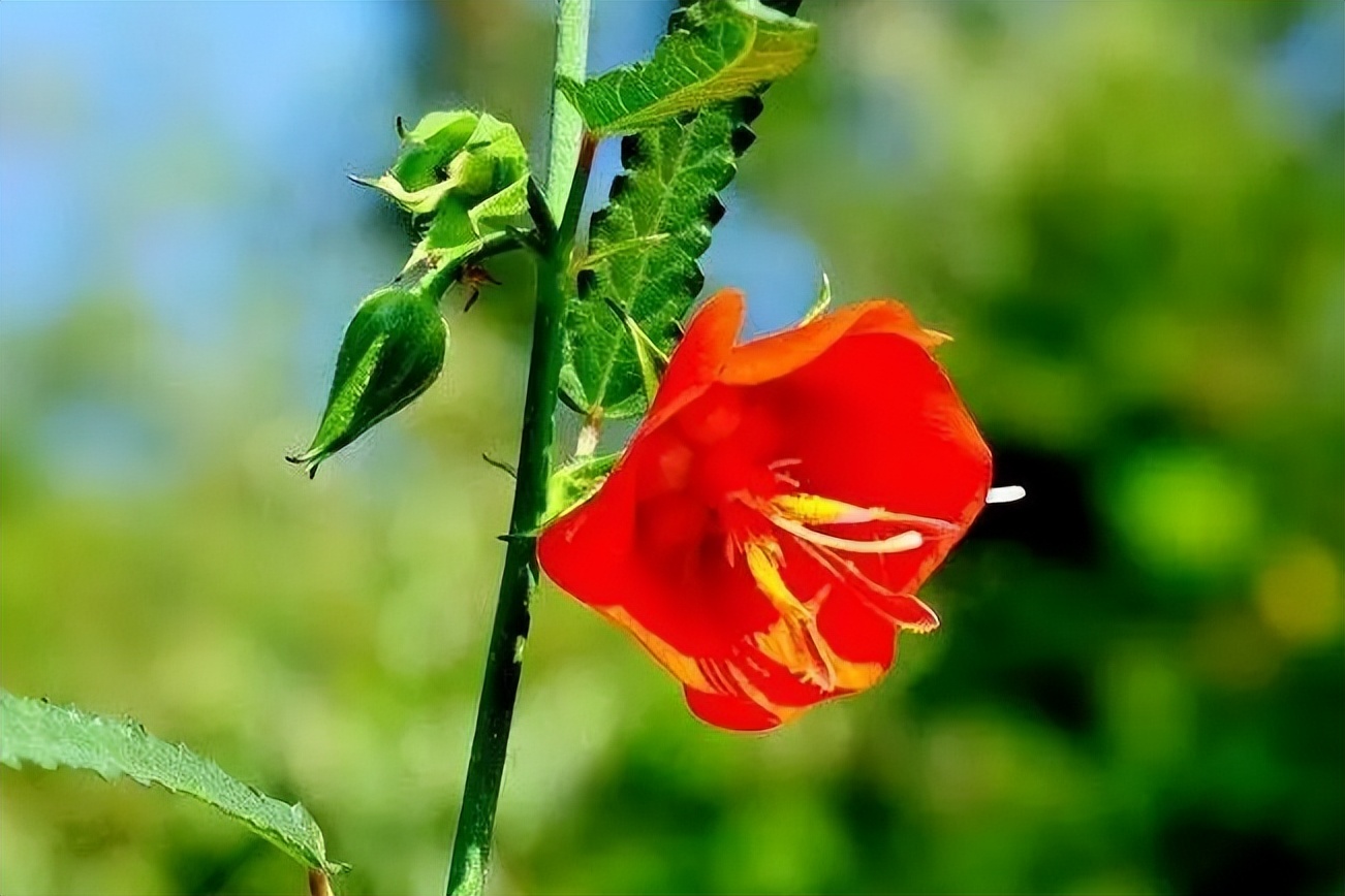 夜落金钱昼自开意思,夜落金钱昼自开