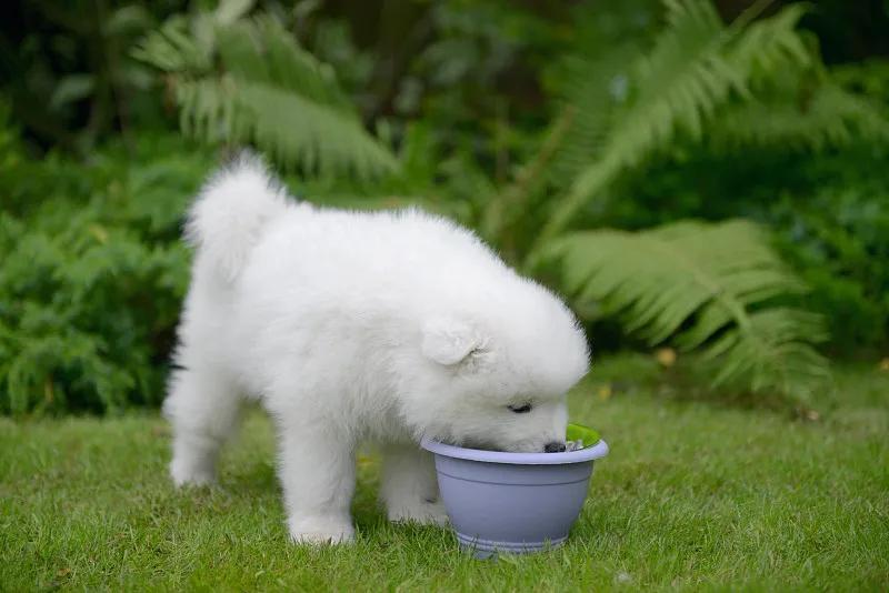幼犬狗狗应该吃什么狗粮,狗狗一般吃什么狗粮经济又实惠