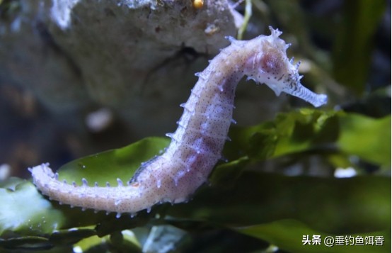 来自深海的鱼有哪些,我们常吃的没鳞的鱼有哪些