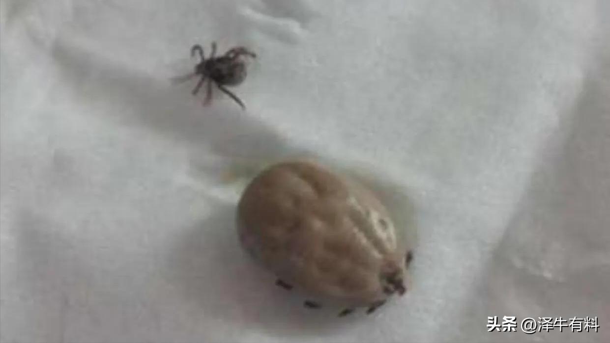 被它叮住会一直吸血还往肉里钻，千万别用手拽，头断到肉里就坏了