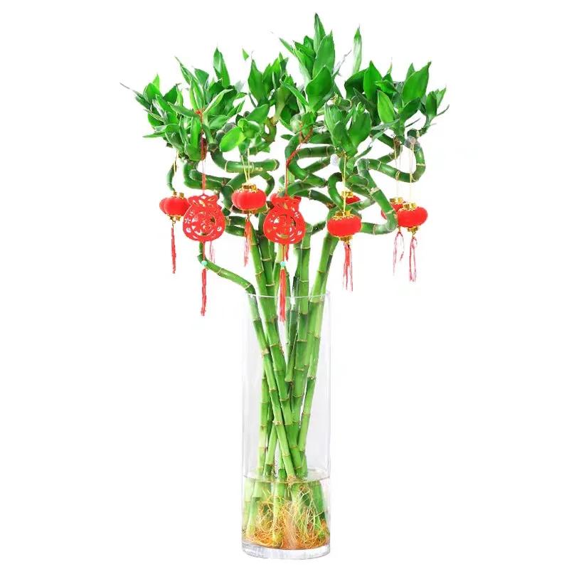 客厅养四种富贵花,家中盆栽什么树好养旺财