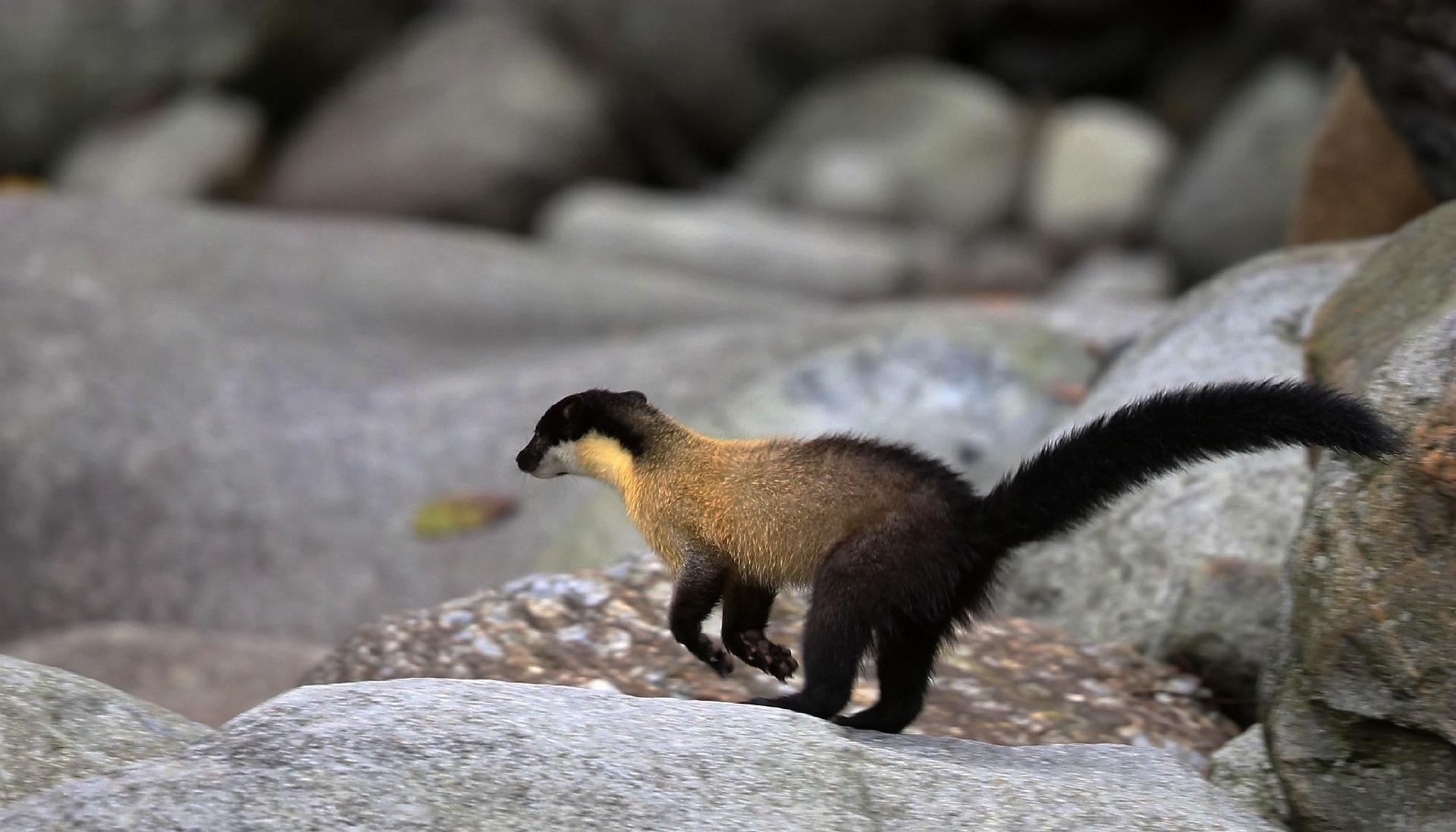 柳州惊现冥界之花为什么濒危,柳州发现冥界之花有毒吗