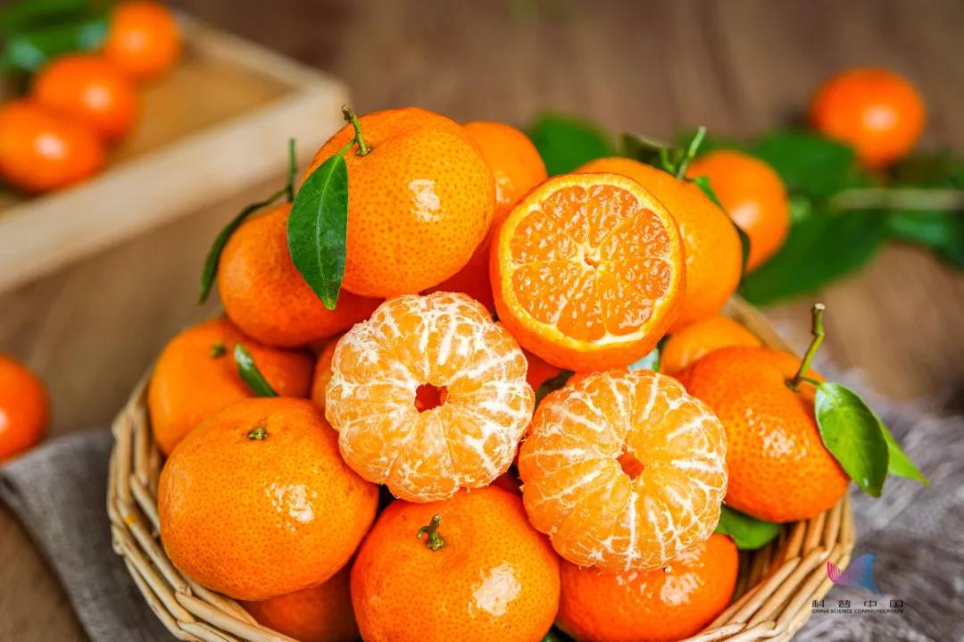 砂糖橘吃多了变成小黄人了,根本停不下来的砂糖桔
