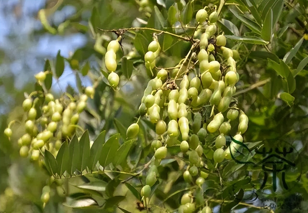 槐树的花吃了有毒吗,槐树花开花有毒吗