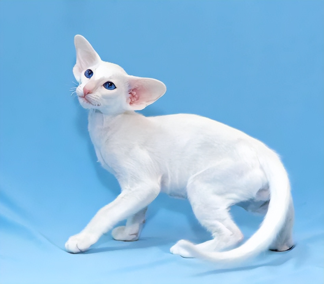 东方短毛猫形态特征,东方短毛猫颜色介绍