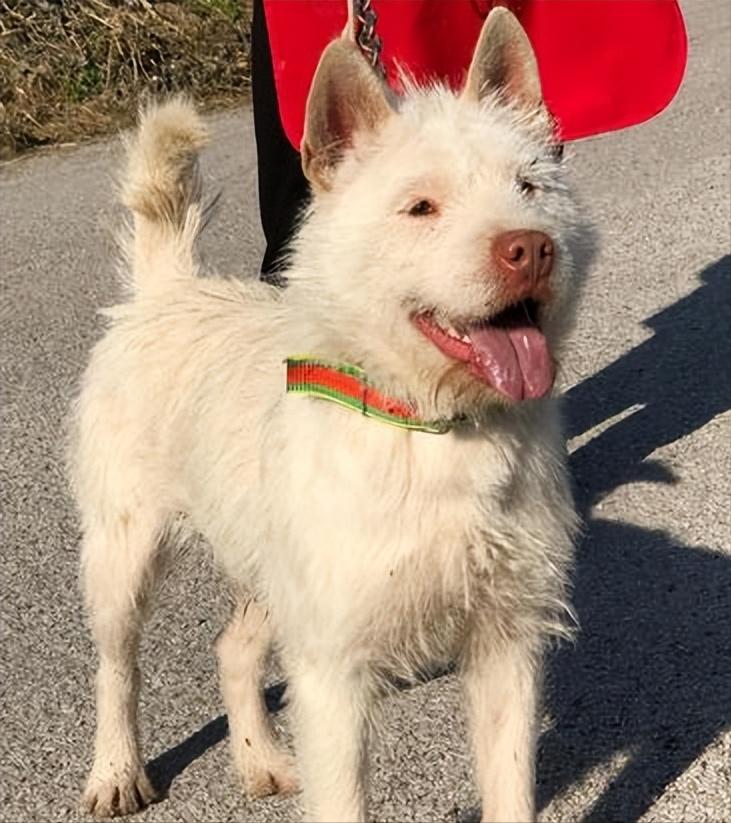 世界名狗大赛下司犬,下司犬为什么排名第一