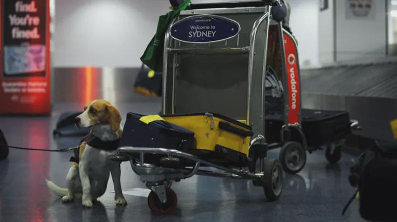 澳洲海关处罚香烟,入境澳洲不可携带的东西2019版