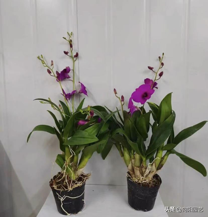 野生石斛生长在什么地方最多,野生石斛一般生长在哪里