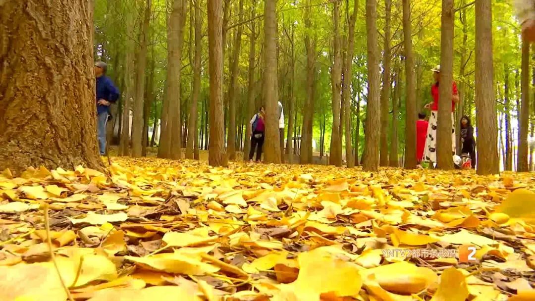 秋天的云南哪里漂亮又美丽,有一种美叫云南的秋天美景