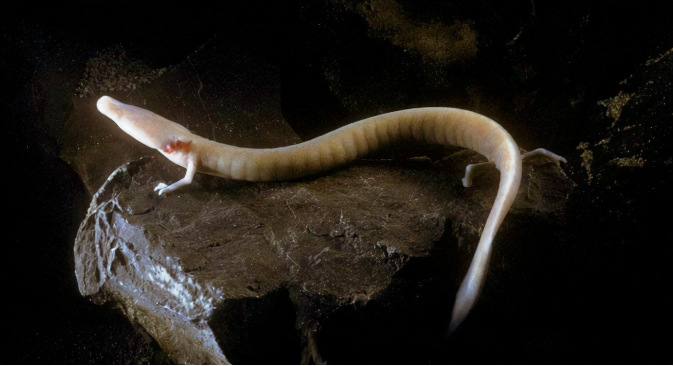 地球最像龙的人物,地球上最像外星物种的动物是章鱼