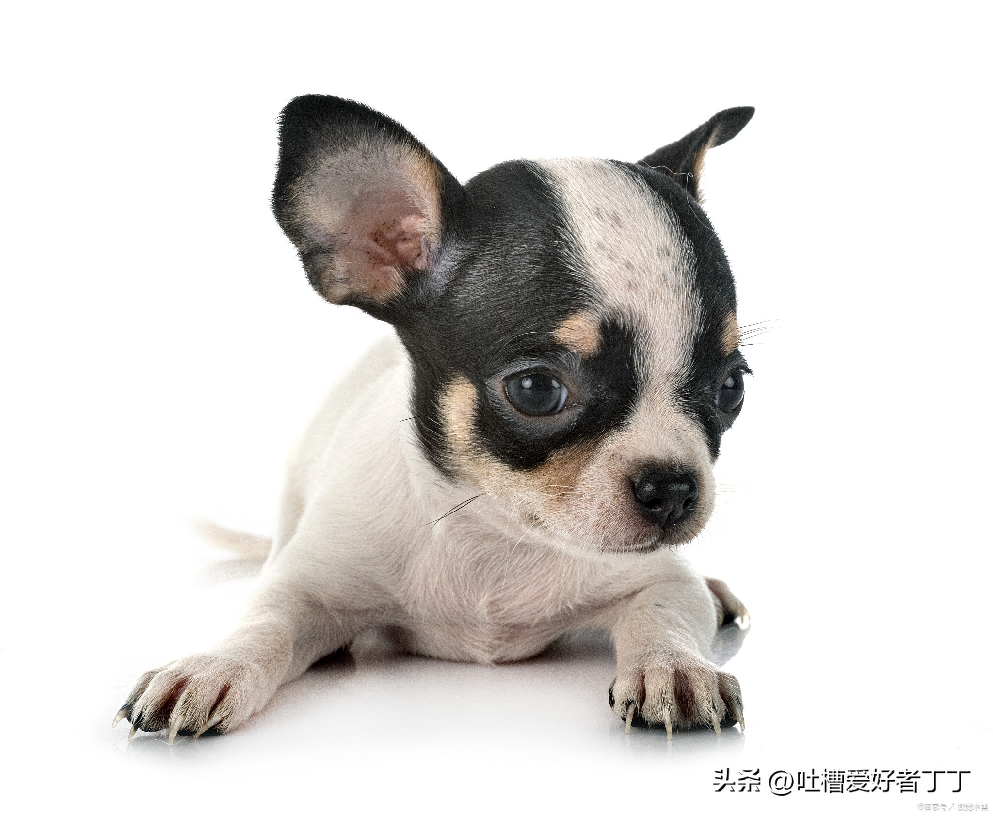 小型宠物狗品种大全,白色宠物狗小型品种