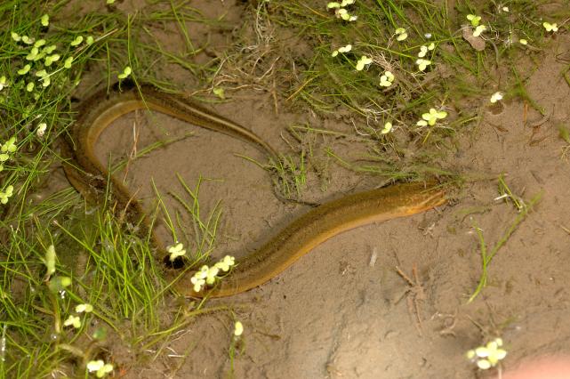 即将消失的四种河鲜,即将消失的5种农村河鲜