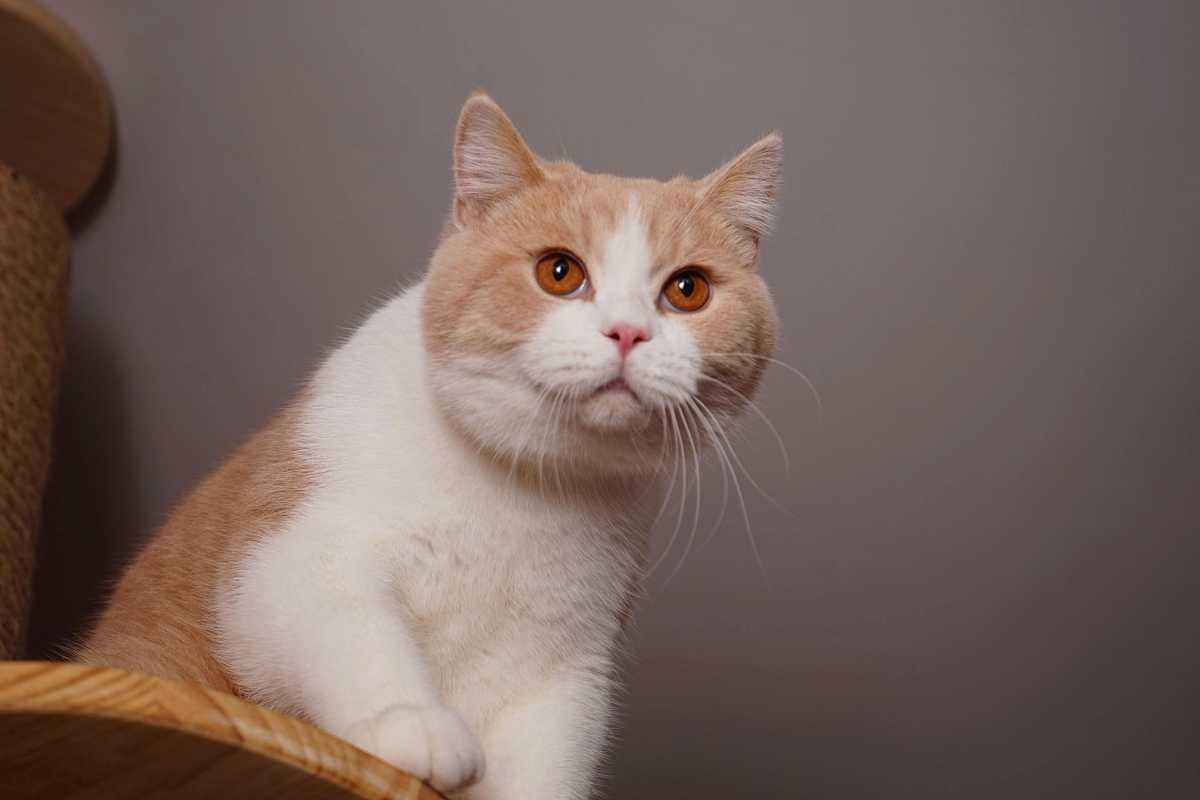 纯种英短有垂耳吗,英短和布偶猫串串长毛还是短毛