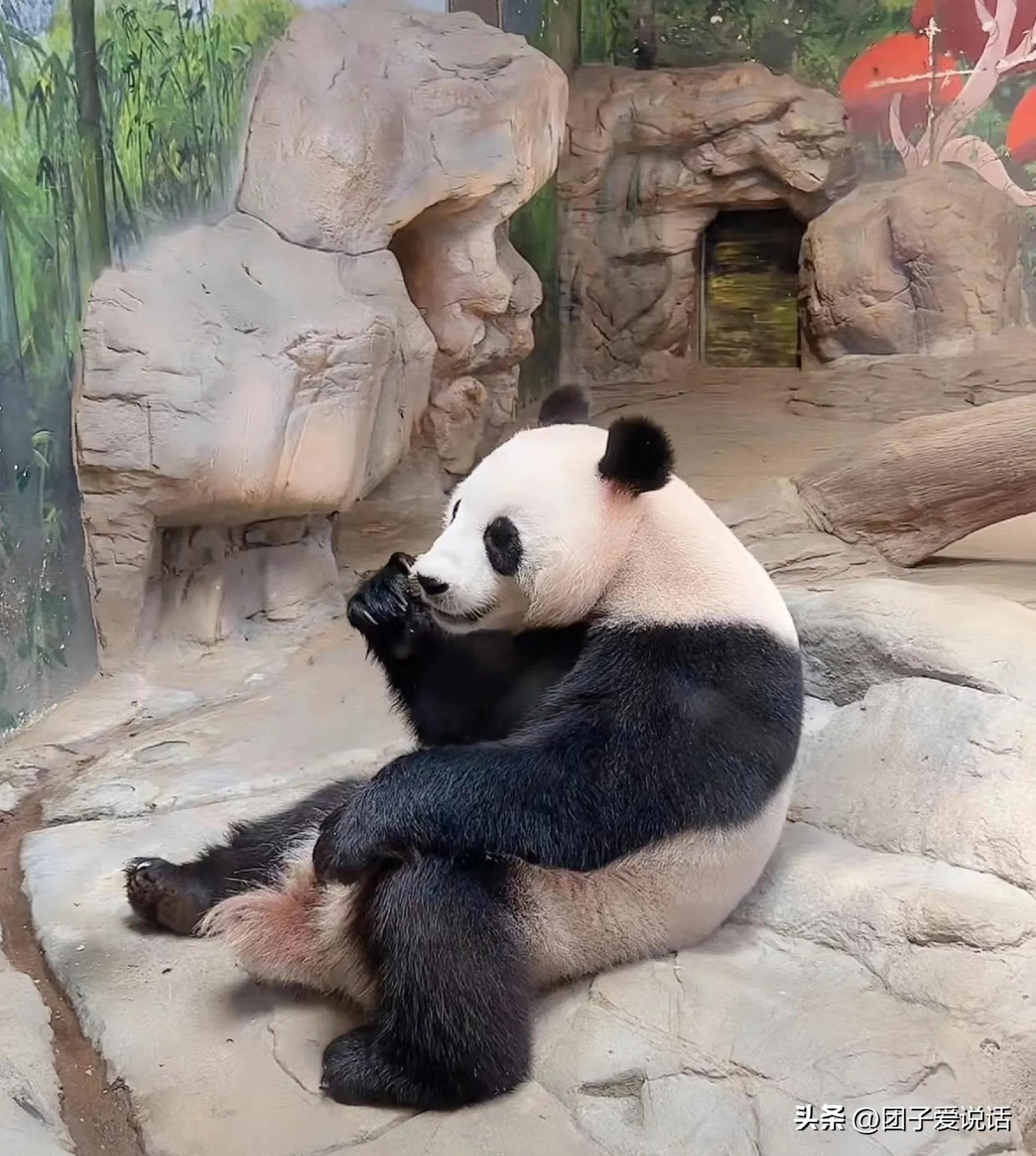 广州长隆野生动物园的大熊猫,广州长隆野生动物世界大熊猫