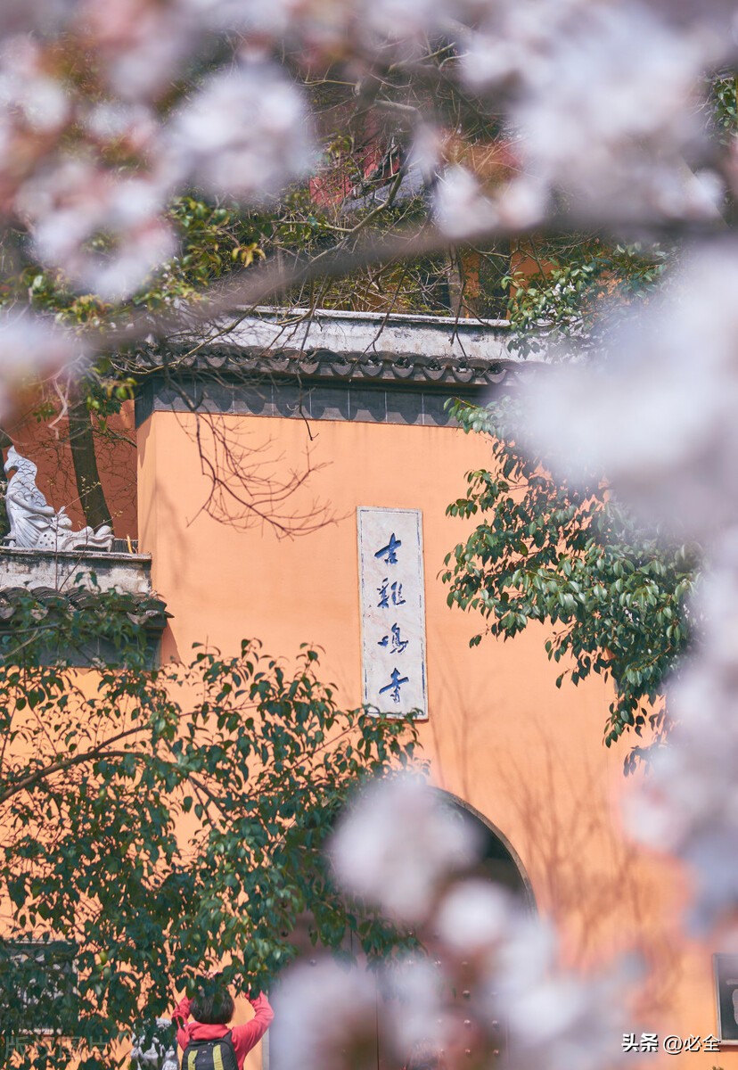 樱花公园的樱花是什么品种,观赏性樱花有哪些