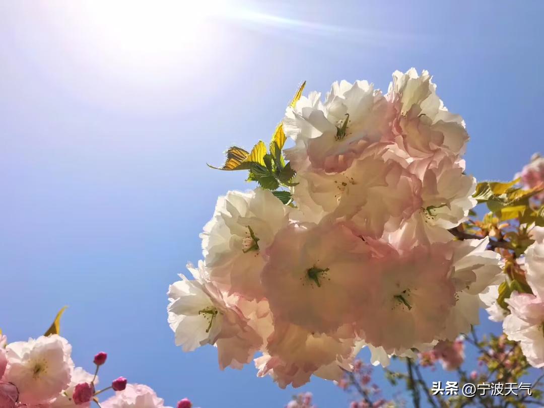 浪漫樱花雨宁波,宁波春天的樱花