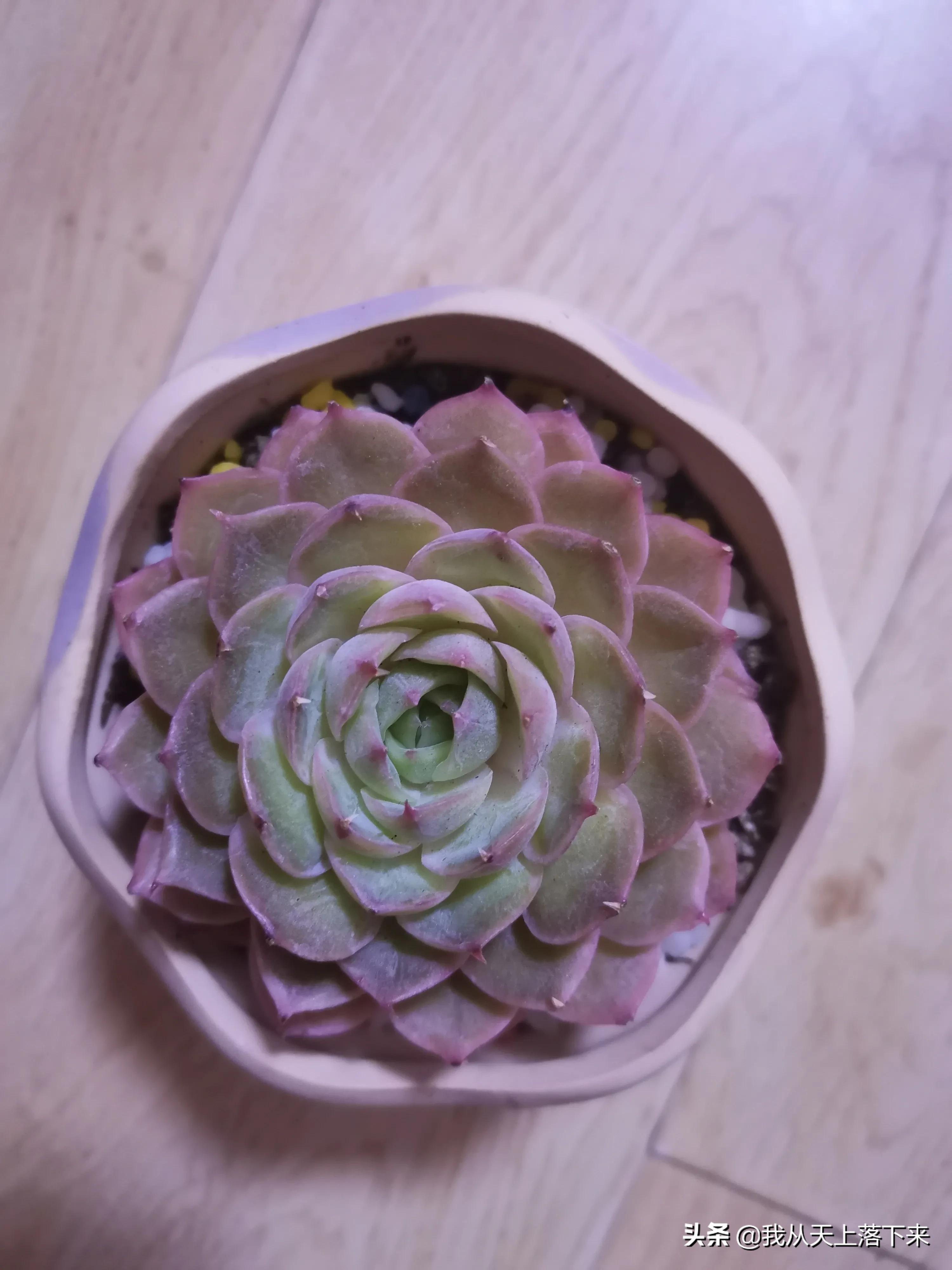 多肉品种及图片大全欣赏,多肉品种辨别图片大全欣赏