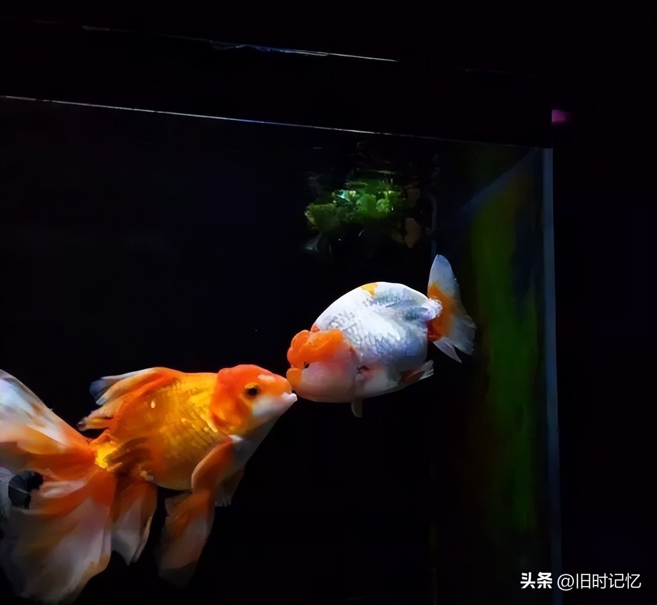 蝶尾金鱼怎么养,泰狮金鱼怎么养