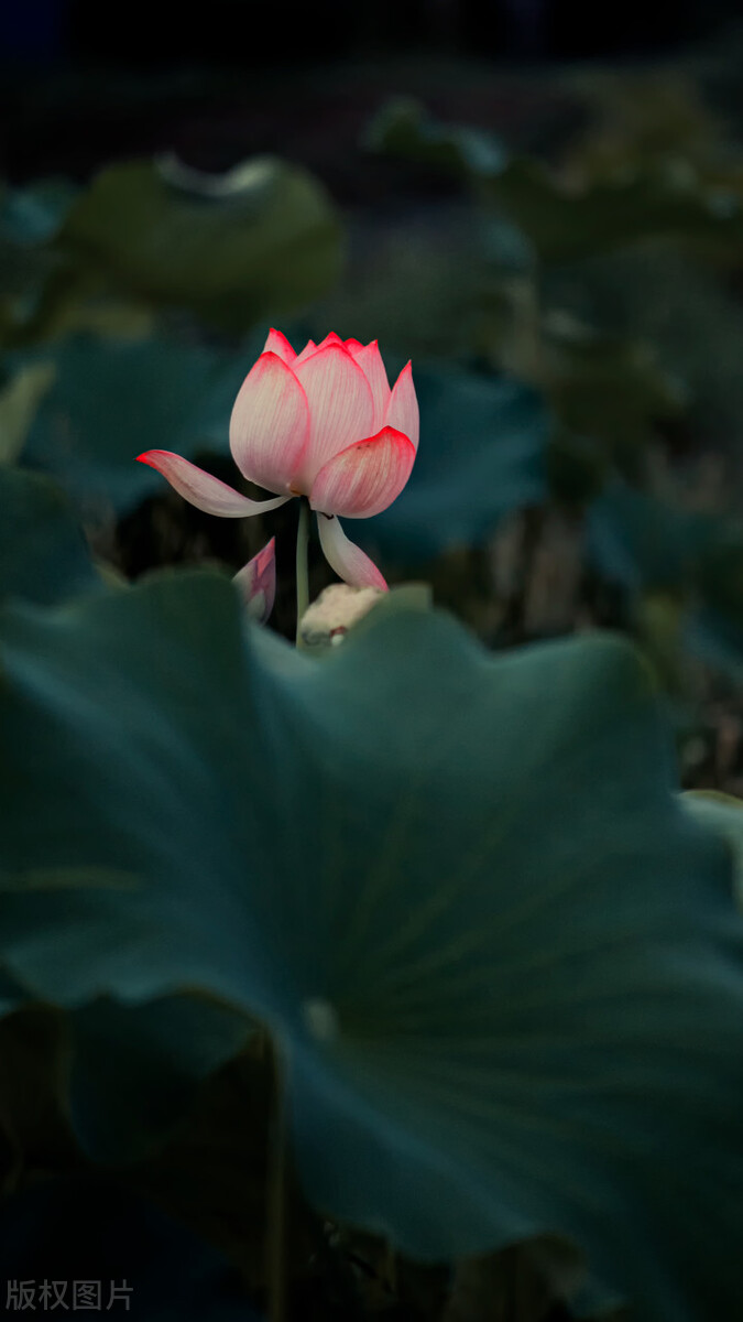 荷花图片禅意荷花,最美意境荷花图片大全