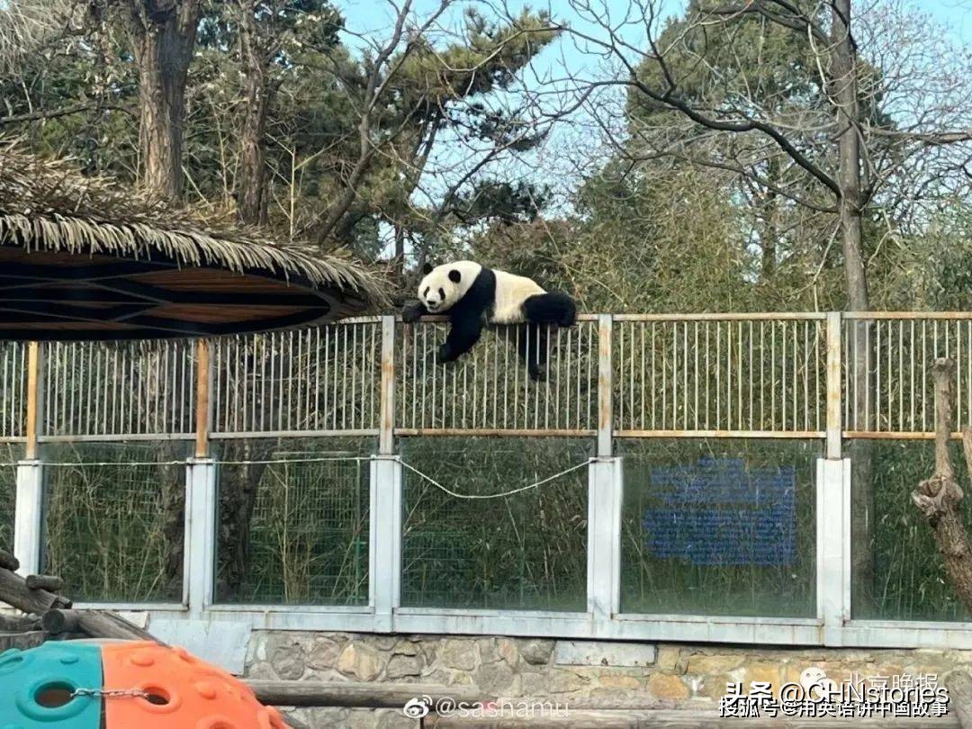 胖达在国外有多受欢迎？日本哭泣相送，比利时差点分裂？