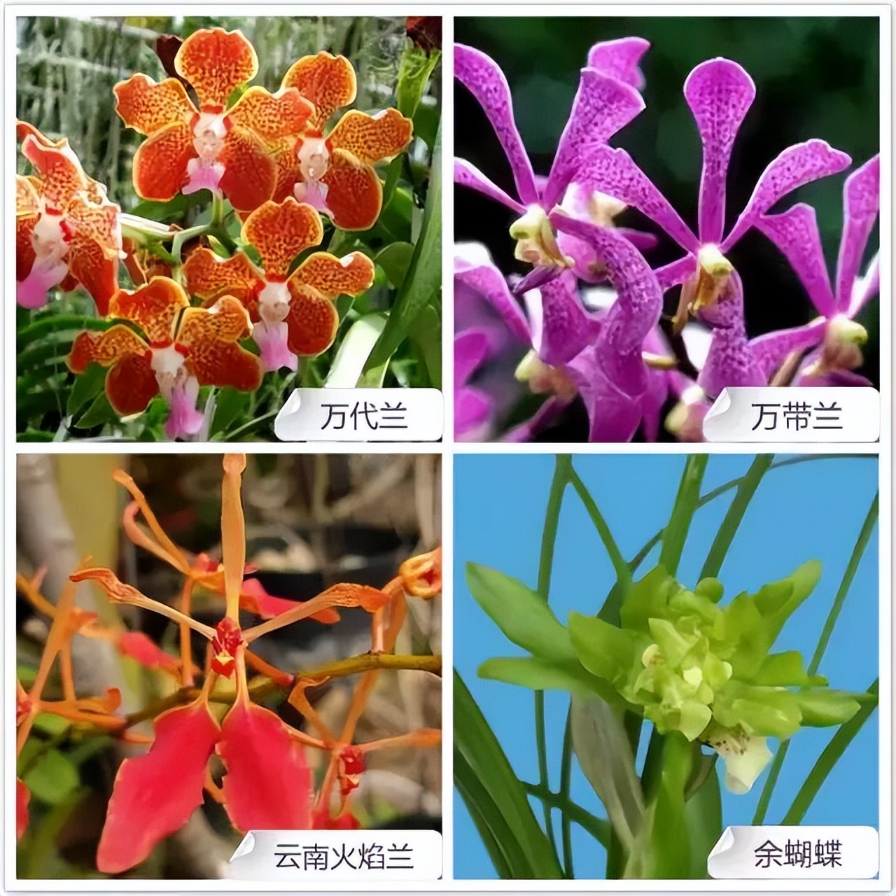 常见兰花品种图片名称及介绍大全,各种兰花品种名称及图片大全