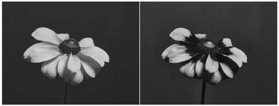 已经灭绝了的水果有哪些,即将消失的奇异昆虫