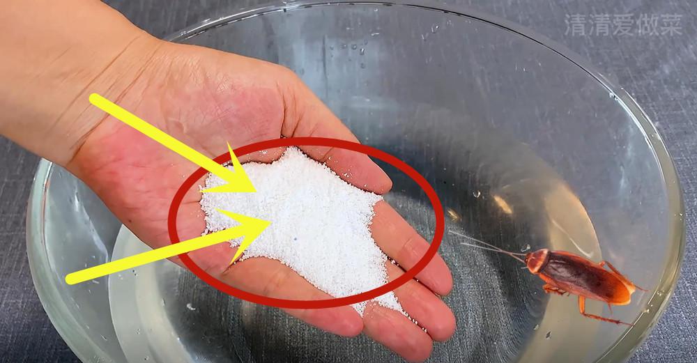 不用杀虫剂消灭蟑螂,不用蟑螂药怎么能消灭蟑螂