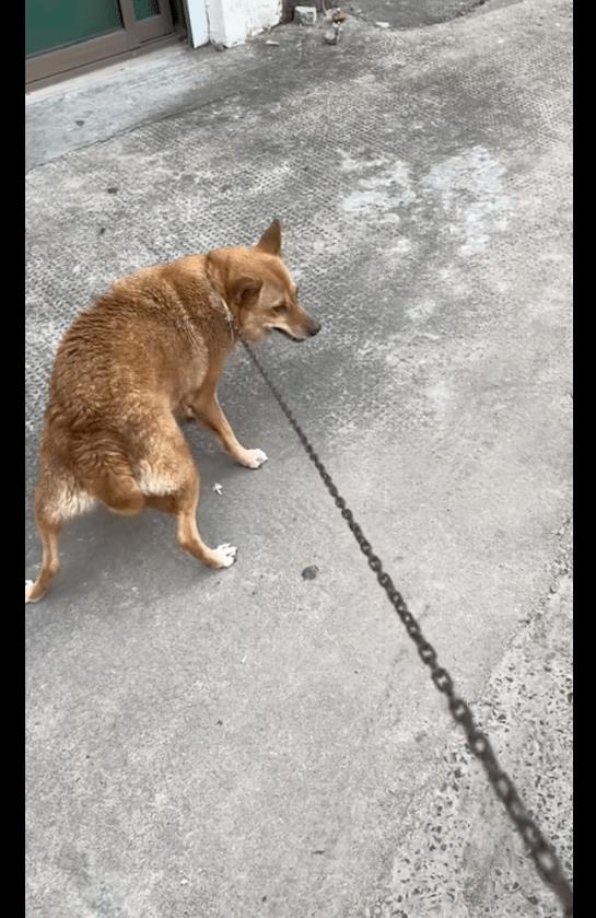 被拴了三年的狗,被拴起来的看门狗