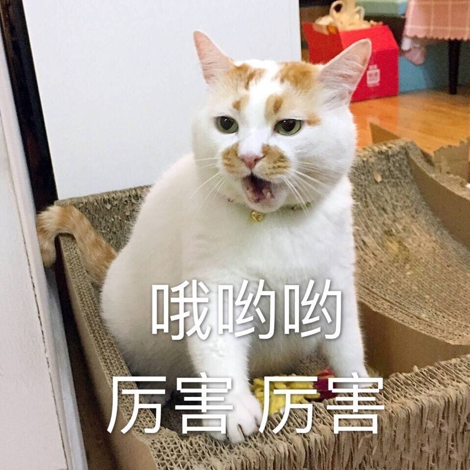 没养过猫的你知道猫咪的小秘密吗 (养猫人必须要知道的猫咪知识)