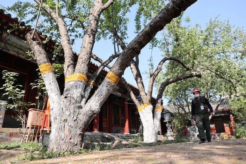 万寿寺海棠,万寿寺海棠花