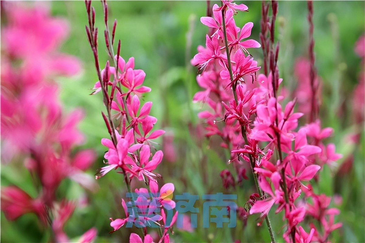 夏色初染泉城一起来找找济南府里的中国色吧~