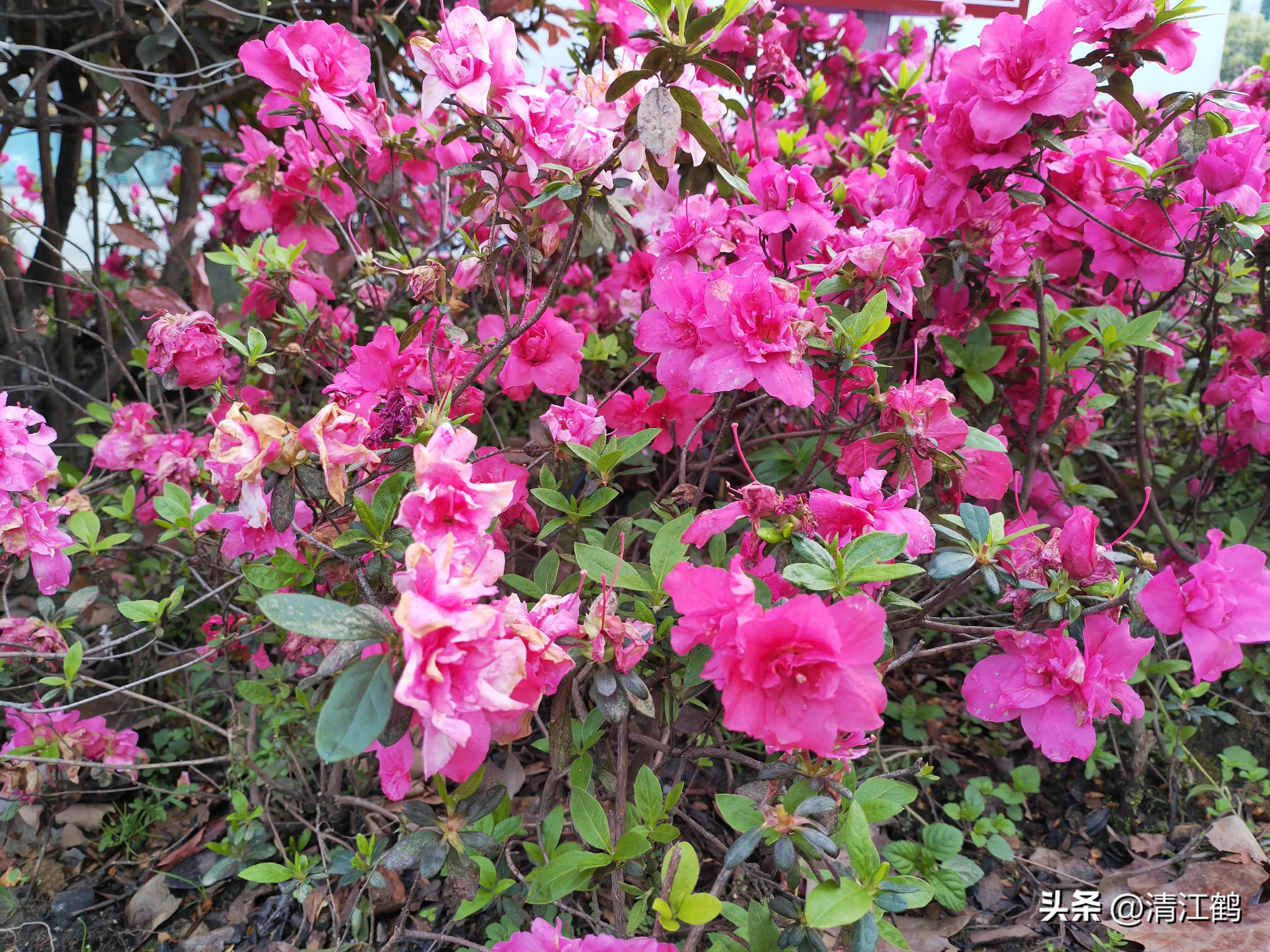 映山红扦插繁殖方法,映山红的扦插繁殖方法