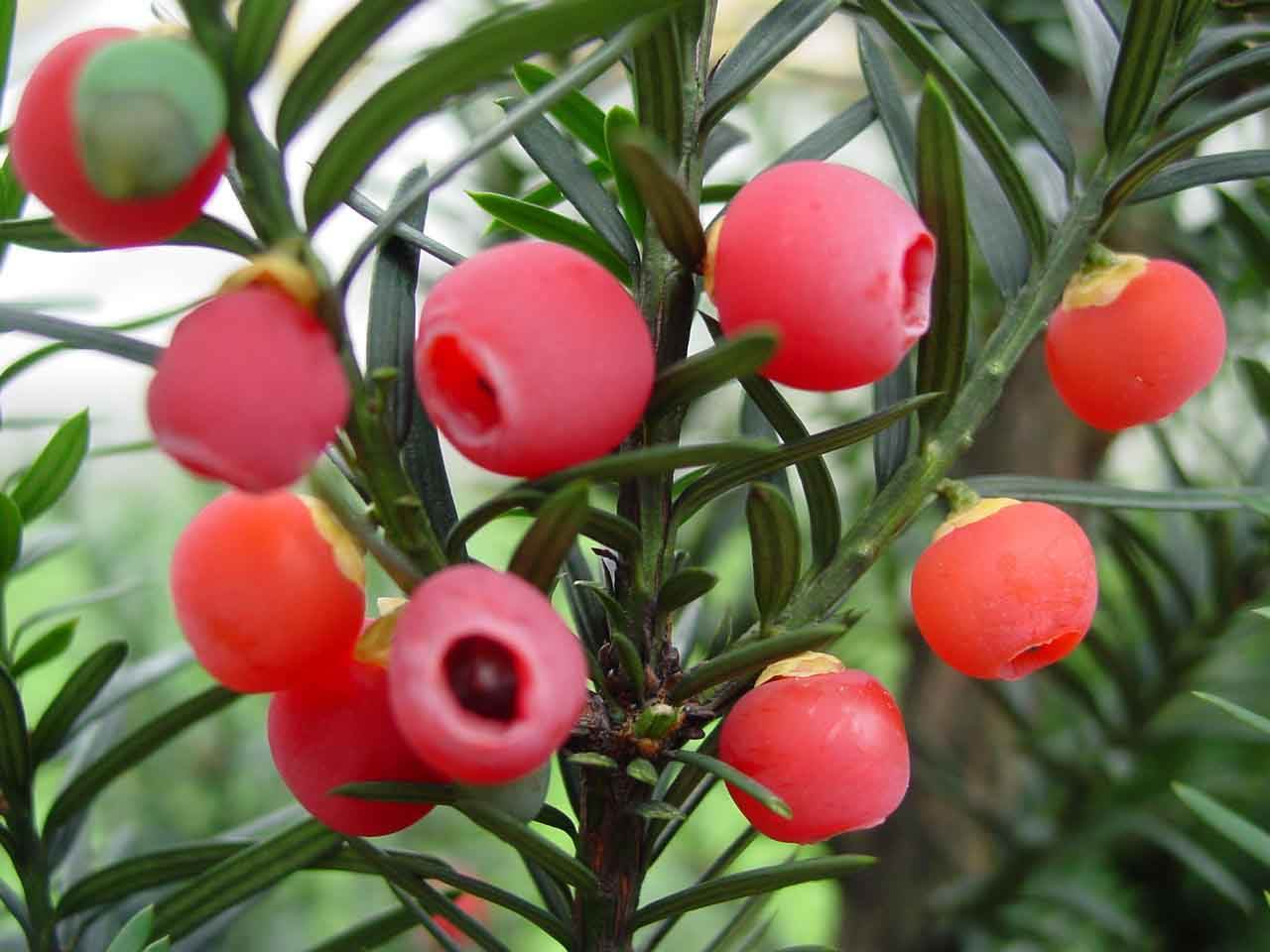 红豆杉的果实有什么用,红豆杉的果实什么样